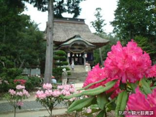 シャクナゲまつり