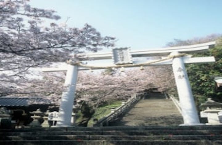 花岡八幡宮／さくら