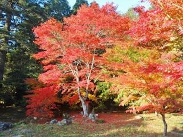 旧内藤家屋敷跡／もみじ