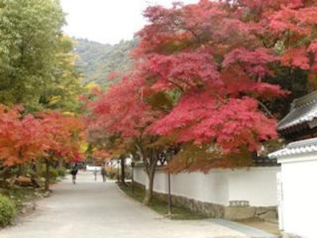 紅葉谷公園／もみじ