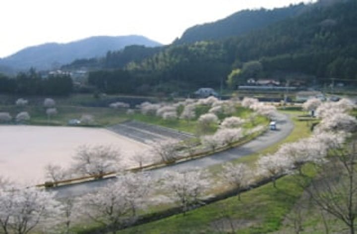 弥栄スポーツ公園／さくら