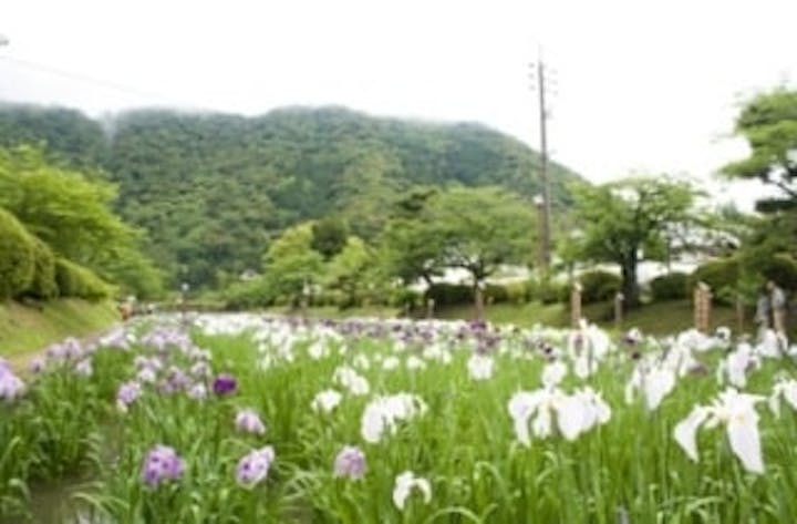 吉香公園／はなしょうぶ