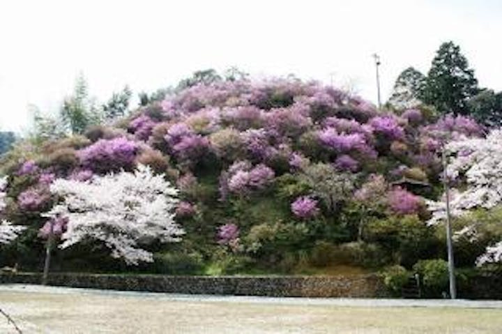 山ノ内亀山公園／つつじ
