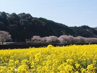 山口 菜の花 の遊び 体験 アソビュー