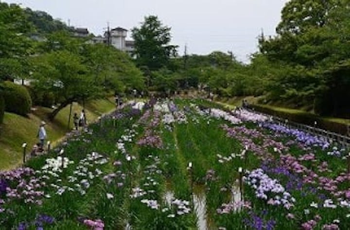【2021年開催中止】錦帯橋花菖蒲まつり