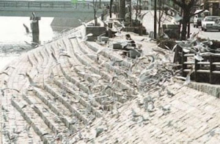 島田川河口うみねこ飛来地／うみねこ