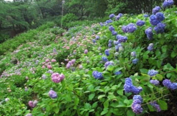 光スポーツ公園あじさい苑／あじさい