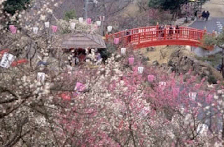 冠山総合公園　梅の里／うめ
