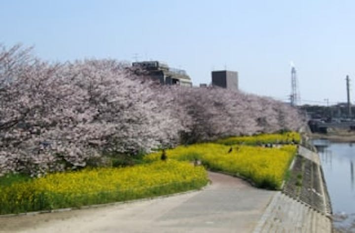 島田川河川公園／さくら
