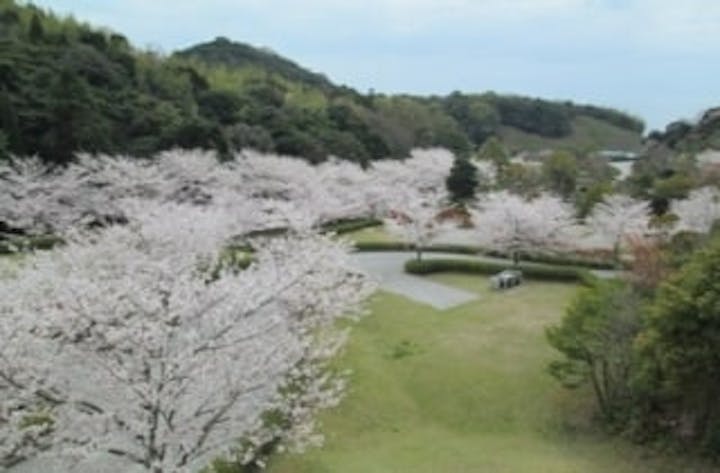 冠山総合公園／さくら