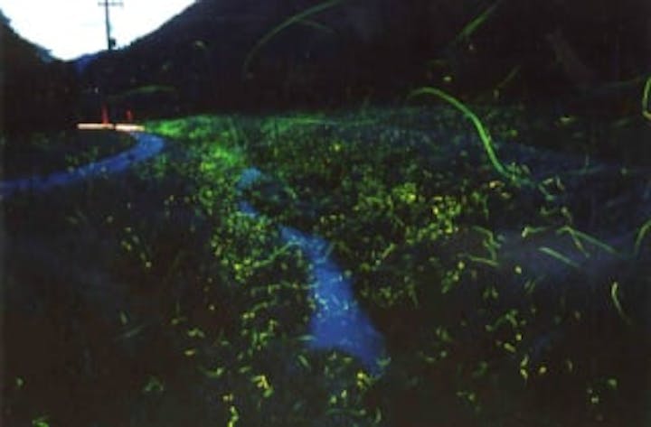 七重川河川公園／ほたる