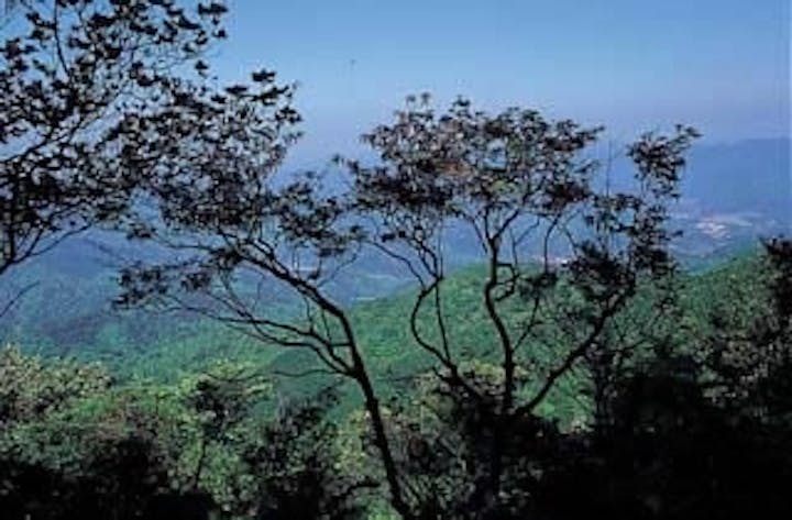 長門市一位ガ岳のベニドウダン自生地