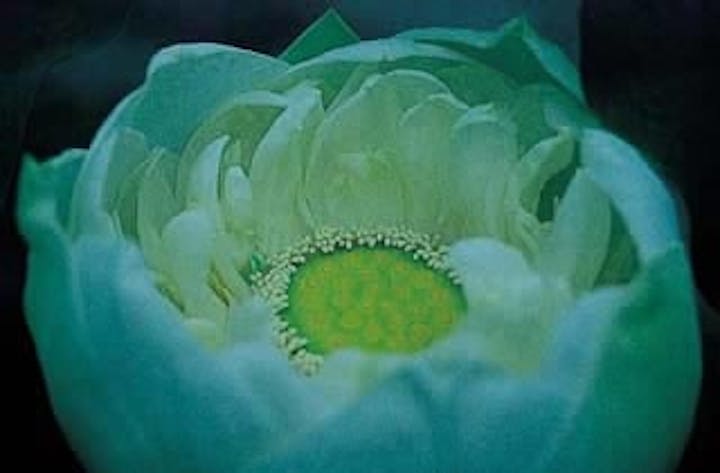 西圓寺のアオバス