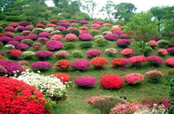 熊野山公園／つつじ