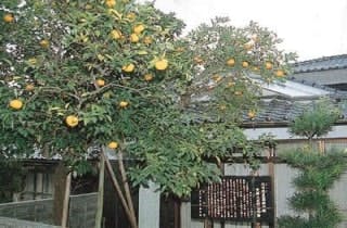 スポットの写真