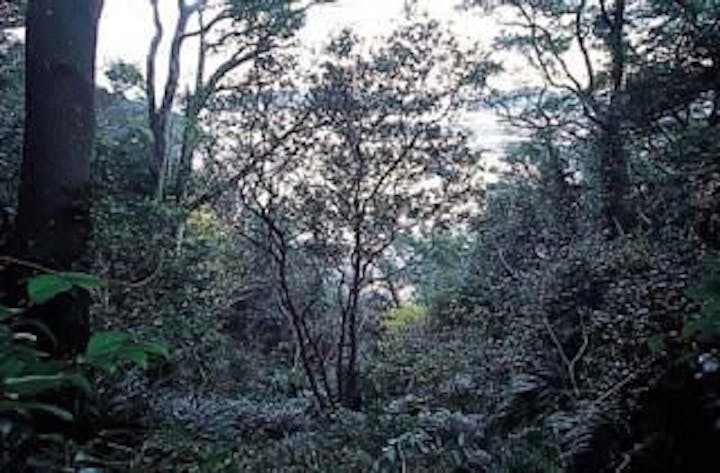 青海島八王子山タチバナ自生北限地