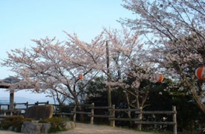 王子山公園／さくら