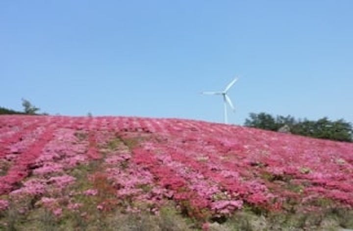 菅無田公園／つつじ