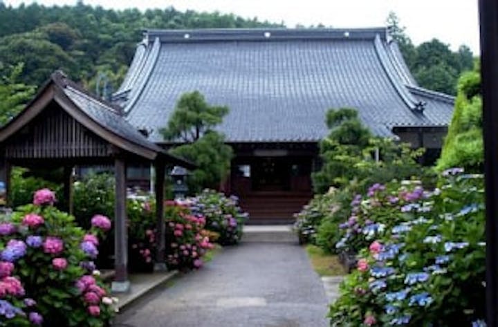 向徳寺／あじさい