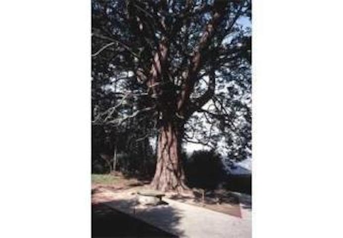 八幡人丸神社御旅所のヒノキ巨樹