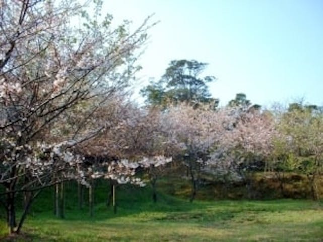 青海島さくらの里／さくら