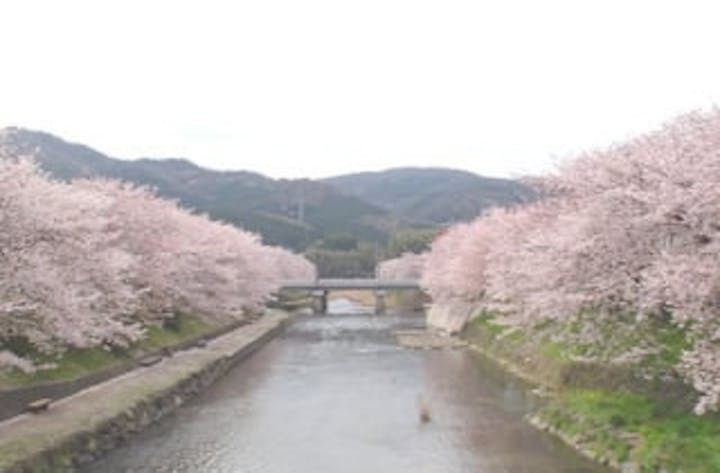 厚狭川河畔／さくら