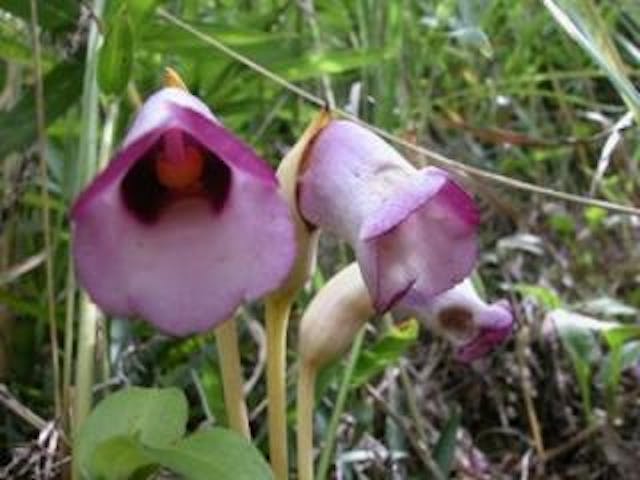 秋吉台／ナンバンキセル