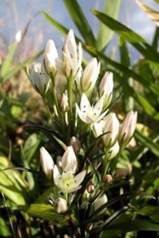 秋吉台／センブリ