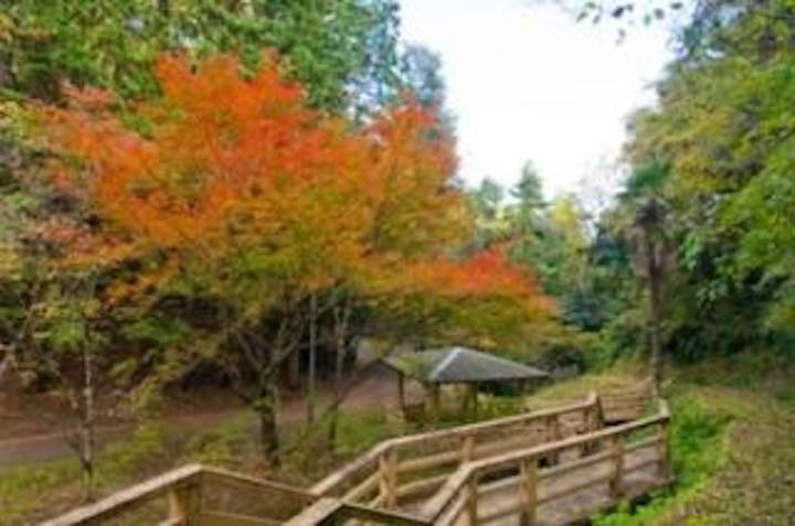 水神公園／もみじ・はぜ