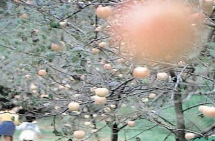 阿川果樹園／なし・ぶどう・くり