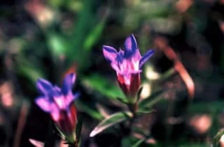 秋吉台／リンドウ