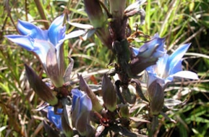 秋吉台の山野草