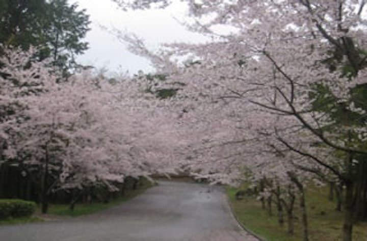 秋吉台家族旅行村「桜の園」／さくら