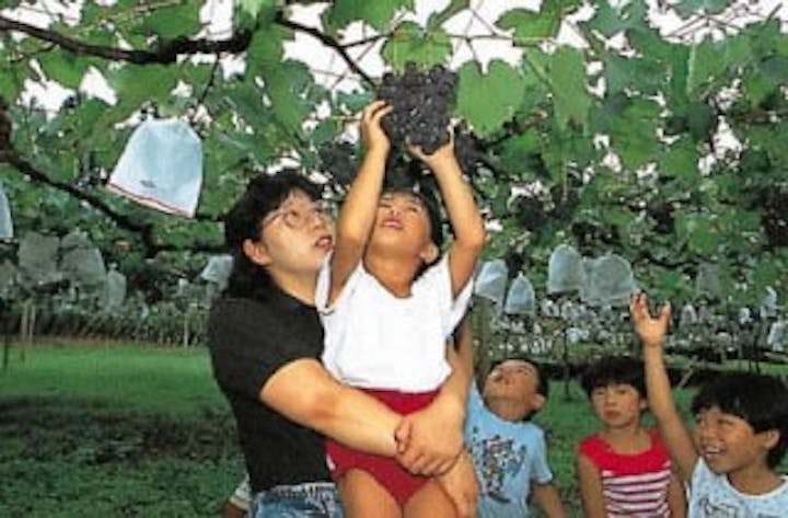 弁天観光ぶどう園／ぶどう