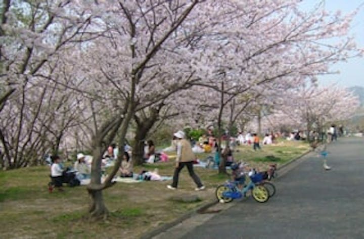 周南緑地公園／さくら