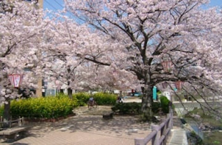 東川緑地公園／さくら