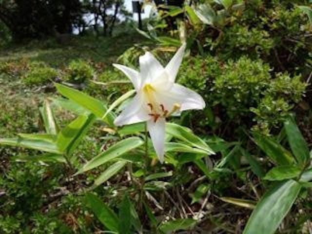 長野山緑地公園／ささゆり
