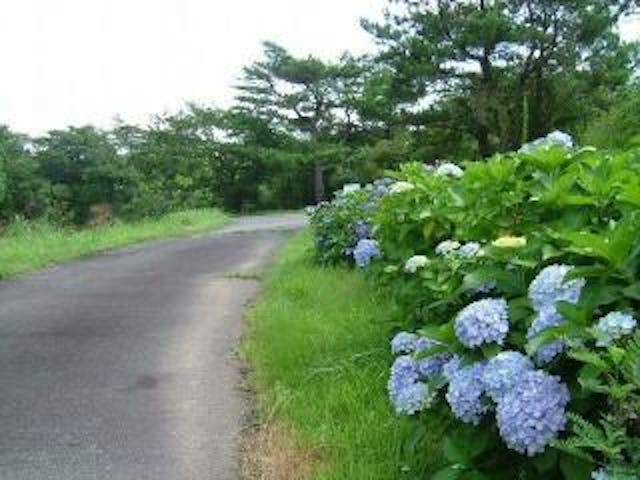 長野山緑地公園／あじさい