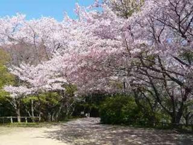 若山公園のさくら（周南市）