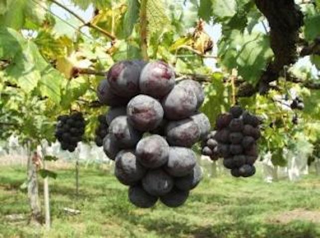 今田巨峰園／ぶどう