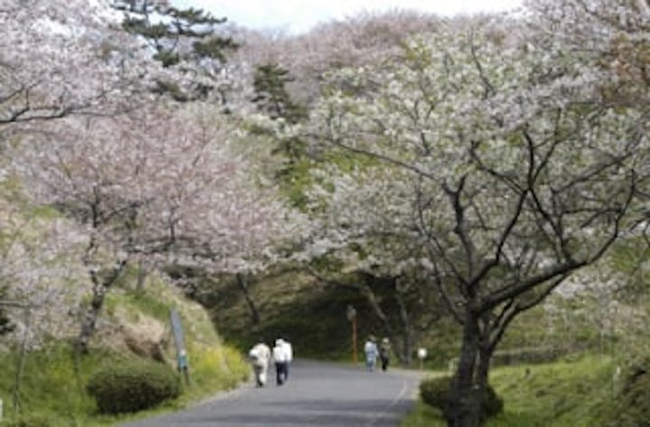 竜王山公園／さくら