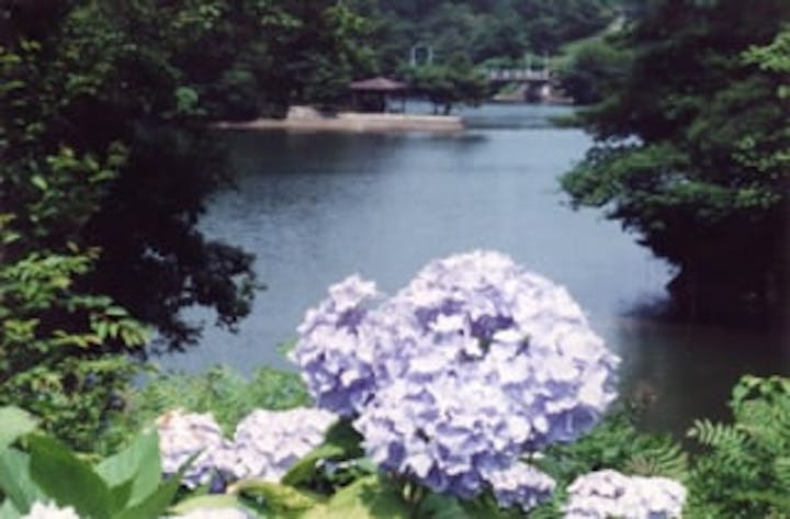 江汐公園／あじさい