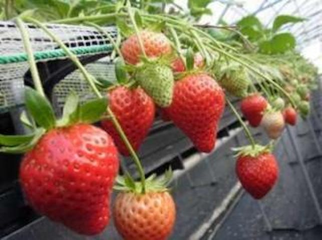 花の海／いちご