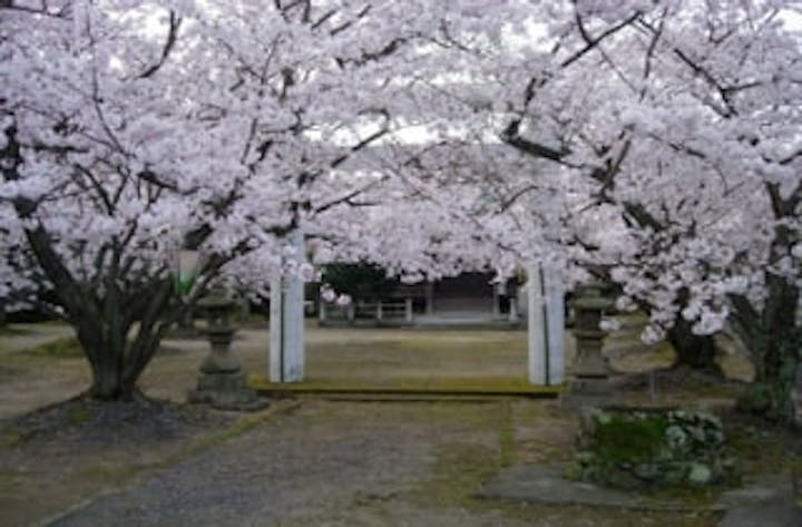 八田山公園／さくら
