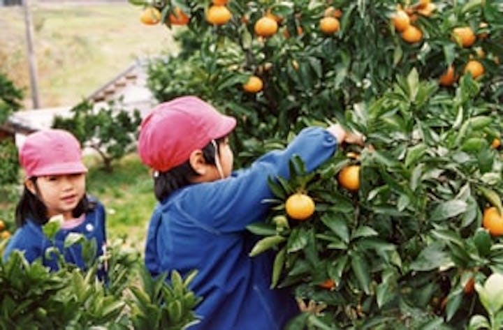 秋田農園／みかん