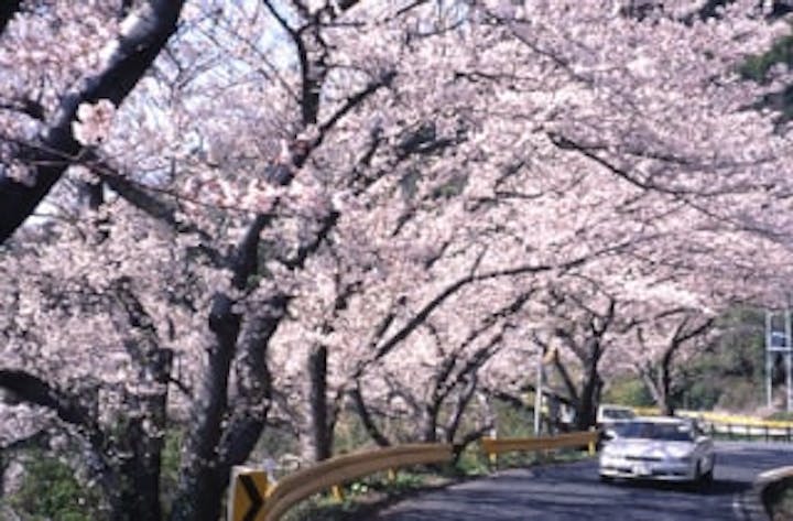 五条の千本桜／さくら