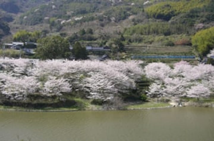 屋代ダム公園／さくら