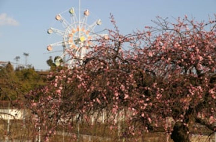 蜂ヶ峯総合公園／うめ