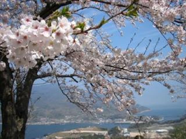 上盛山展望台／さくら