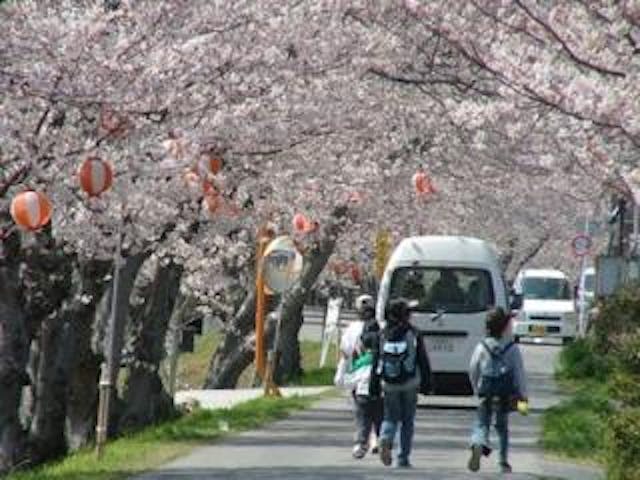 田布施川桜並木